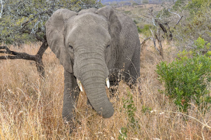 2021 National 1 Nature Papier 