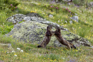 jeunes marmottes