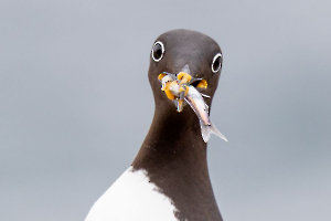 Bon appétit - Contassot Ph