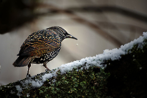L'étourneau dans la neige - Milliet L