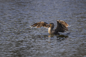 Lumière du soir -- Lamboeuf B