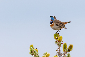 Sur mon arbre perché - Contassot Ph