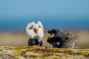 Tenue de combat - Contassot Ph