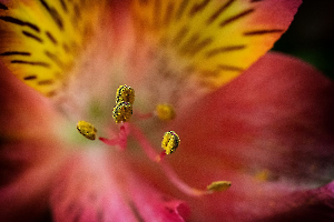 Coeur de fleur Labonde Anne-Marie