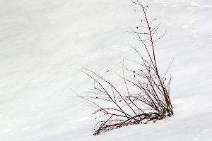 Dans la neige Labonde Anne-Marie