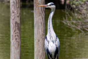 Guetteur Labonde Anne-Marie