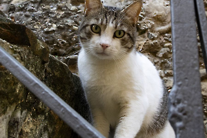 Inquiétude MOSNIER Michel