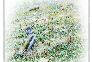 Le pic vert CLERC Monique