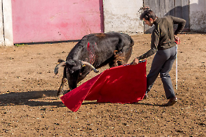 Le toréador MARTINET Thierry
