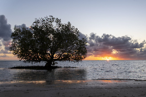 Mangrove GUINOT Gilbert