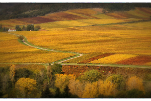 Parcelles GUILLET Gilles