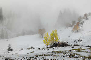 Première neige CONTASSOT Philippe