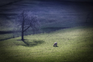 Quiétude BEAUFILS Monique