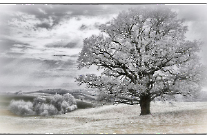 Solitude GUILLET Gilles