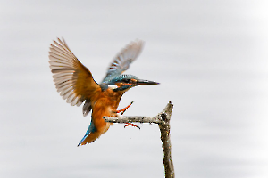 Atterrissage CONTASSOT Philippe