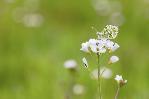 Aurore BEAUFILS Monique