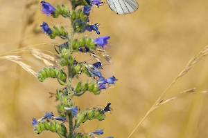 2024 Regional Nature Papier