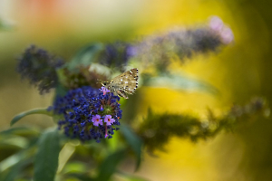 Délice papillon BEAUFILS Monique