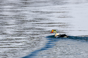 Eider à tête grise CONTASSOT Philippe