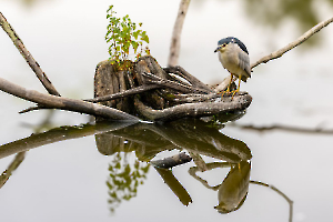 Miroir, mon beau miroir CONTASSOT Philippe