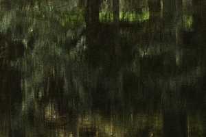 Arbor une présence silencieuse - BOURDEAU Roger 1