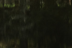 Arbor une présence silencieuse - BOURDEAU Roger 5