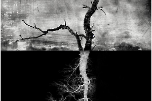 BOURDEAU Roger - Arbor1