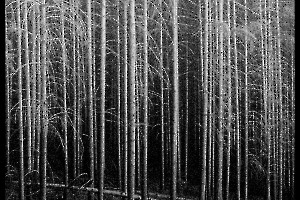 BOURDEAU Roger - Arbor3