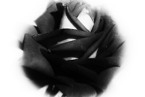 DELEY Daniel - La petite rose noire