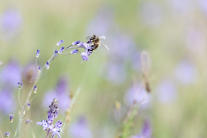 BEAUFILS Monique - Au gré du vent