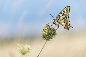 BEAUFILS Monique - Irisation