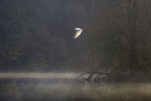 BOURDEAU Roger - L'aigrette