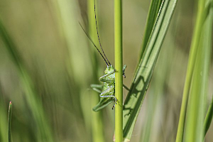 DELEY Daniel - Escalade
