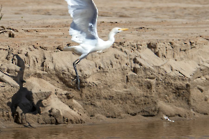 2025 N1 nature papier