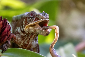 GUINOT Gilbert - Petite Faim