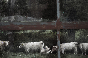 2025 Regional Auteur IP