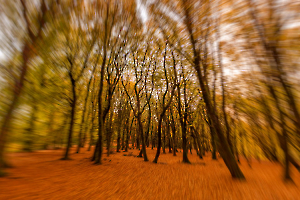 CONTASSOT Philippe - Couleurs d'automne