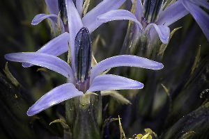 HARTMANN Philippe - Etrange Monde du Vivant