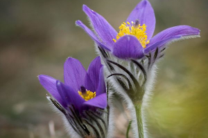 HARTMANN Philippe - Mes Anémones