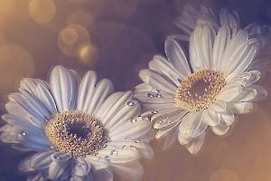 LAMBOEUF Bernard - Power flower