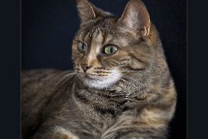 LAMBOEUF Bernard - Regard félin