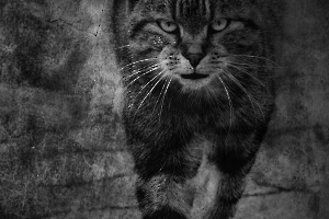 BEAUFILS Monique - Passe muraille