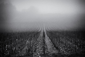 BEAUFILS Monique - Vigne endormie