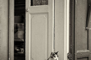 CONTASSOT Philippe - Chat de garde