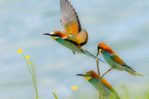 CONTASSOT Philippe - Je vous laisse