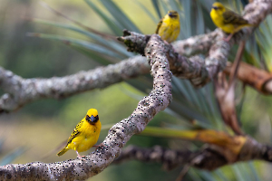 CONTASSOT Philippe - Serins