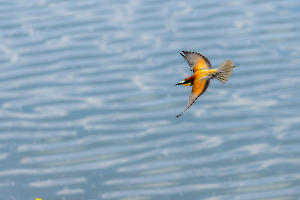 CONTASSOT Philippe - Vol du guêpier
