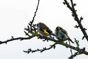 FOUEL Jacques - Chardonnerets