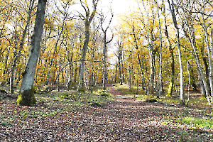 FOUEL Jacques - Chemin d'automne