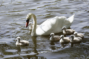 FOUEL Jacques - Cygnes